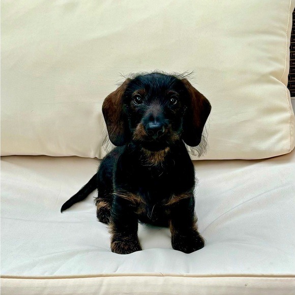 Meet your Posher, Chrissie - Picture 1 of 5